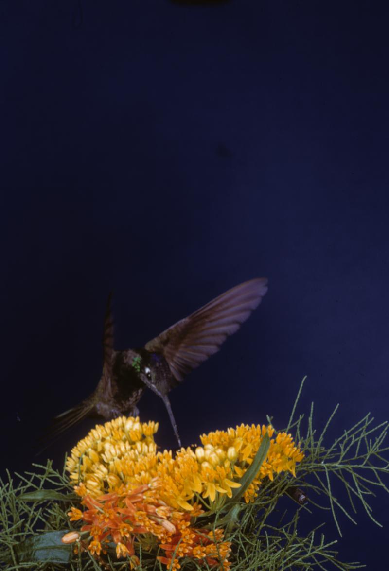 High-speed photography, hummingbirds | MIT Museum