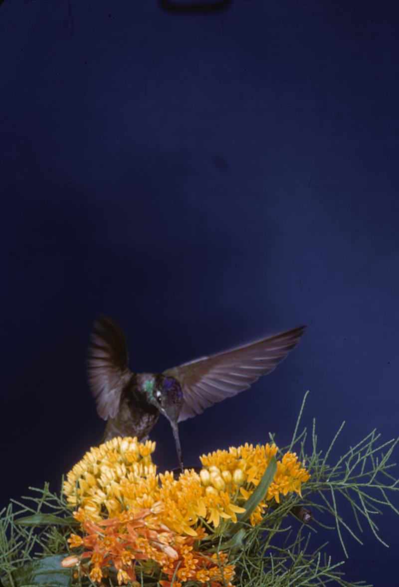 High-speed photography, hummingbirds | MIT Museum